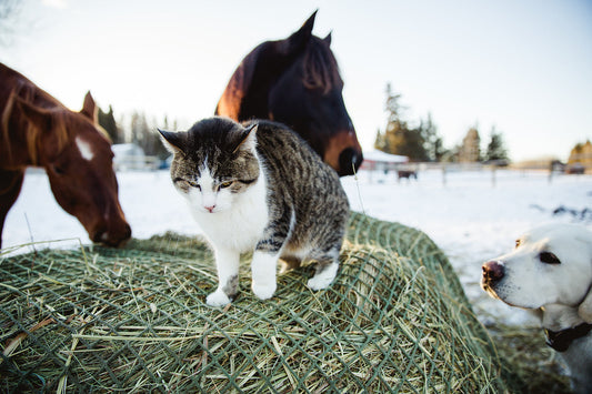 Nag Bag - Balle Carré XL