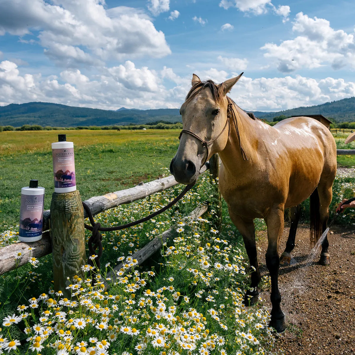 Conditionneur Neem 946ml