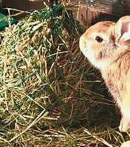 Nag Bag - Mini Filet