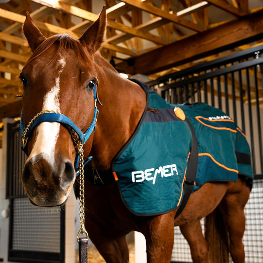 Séance Bemer Équine