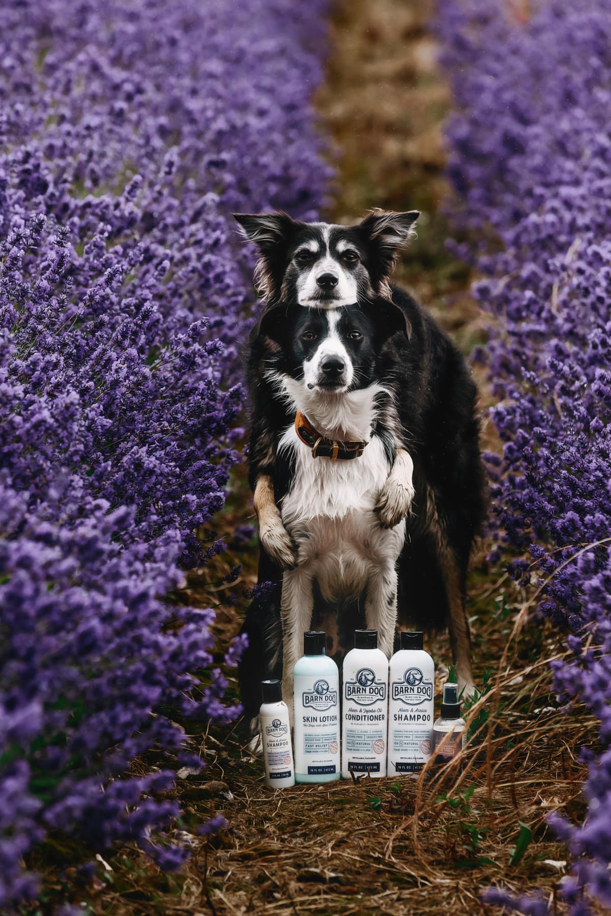 Lotion pour chien 16oz