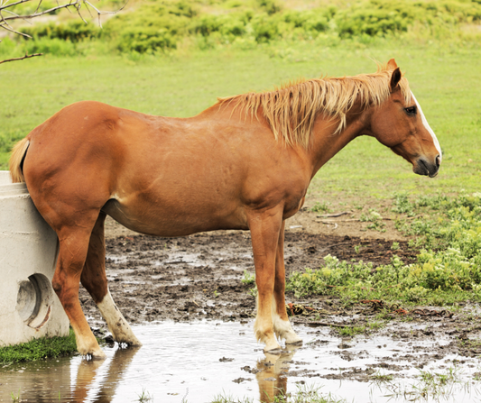 Tanné de voir ton cheval se contorsionner pour se gratter ? Lis ça.