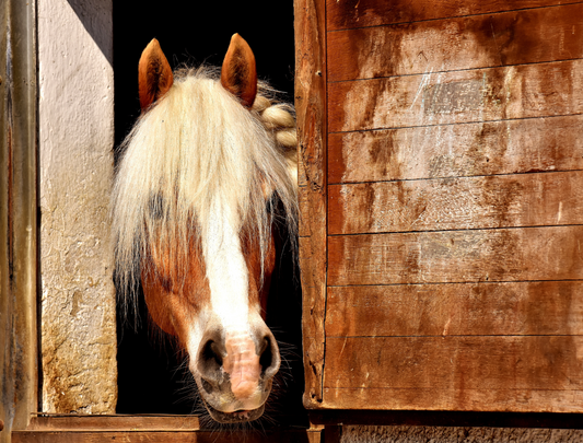 Parlons vices d’écuries! Quand ton cheval invente son propre anti-stress