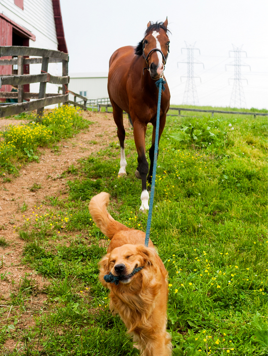 🐾 Pourquoi les chiens de ferme ont des besoins différents (et comment Barn Dog peut les aider)