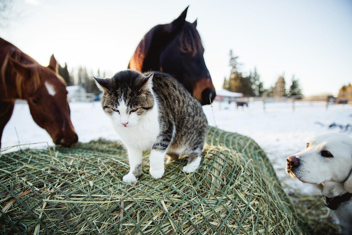 Nag Bag - Balle Carré XL