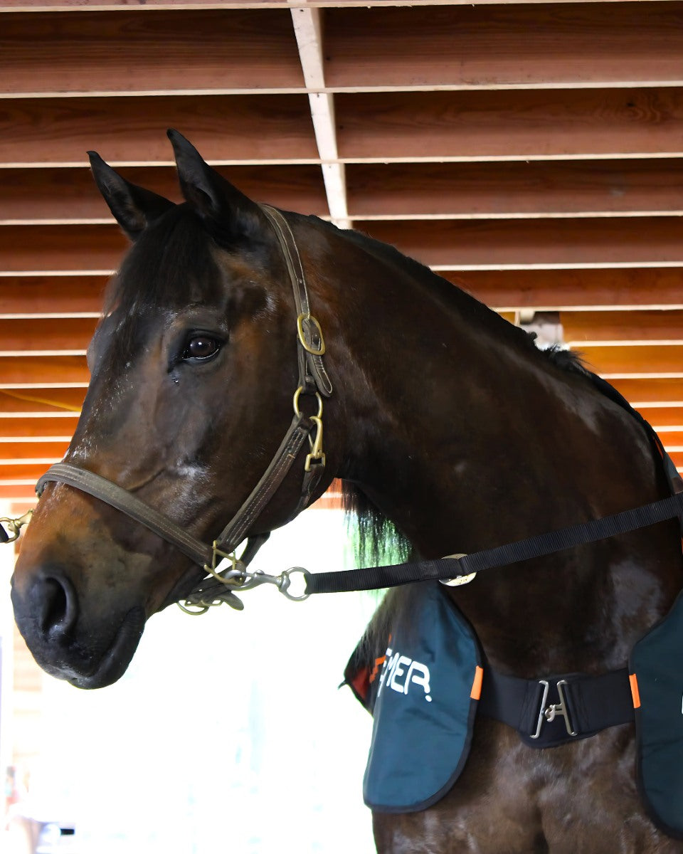 BEMER Horse-Set – Collection Complète