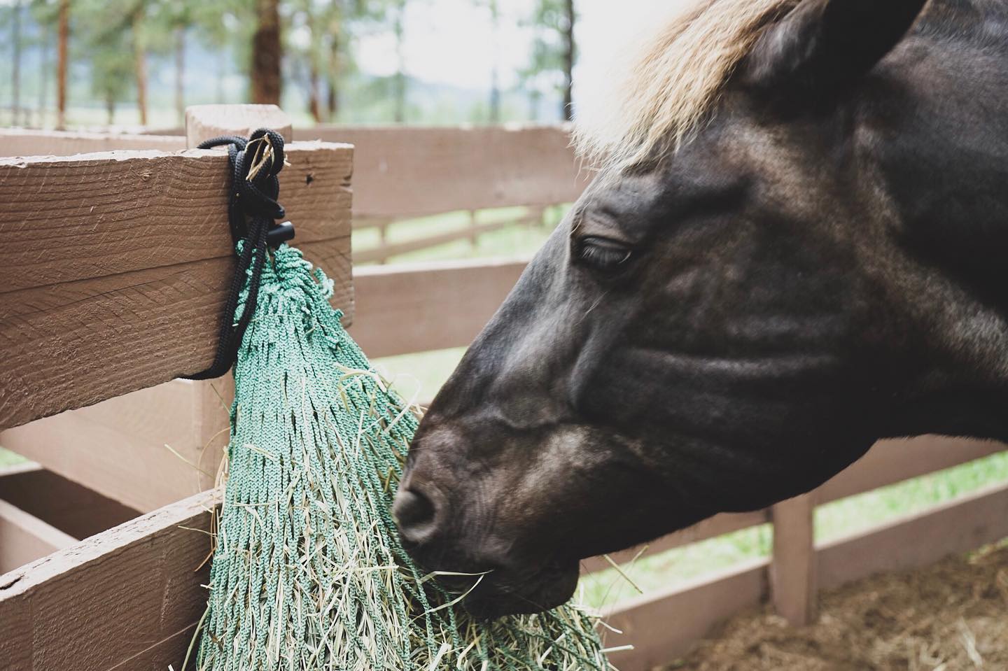 Nag Bag - Filet Mi-journée